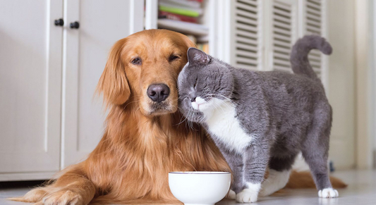 Evde Kedi ve Köpek Besleyenler El Dokuma Halı Tercih Edebilir Mi?